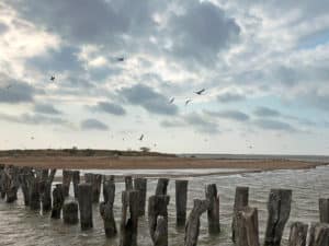 Bahia Grande Rookery Island and Wetland Restoration